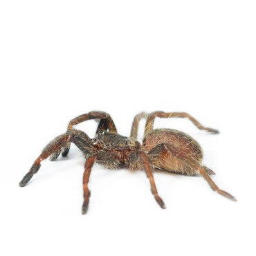 Spiderling Horned Baboon Tarantula